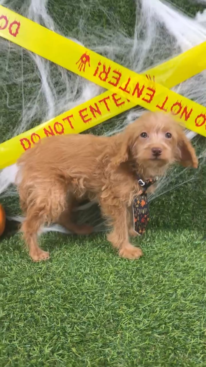 Male Mini Goldendoodle puppy named Jasper for sale at Puppy Dreams - Arlington. video thumbnail