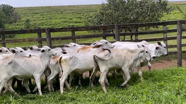Lote 01A