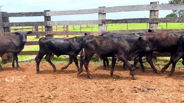 Lote 04