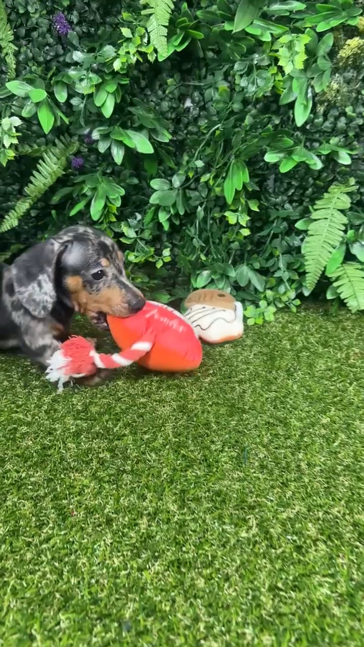 Male Dachshund puppy named Gomez for sale at Puppy Dreams - Parks Mall. video thumbnail