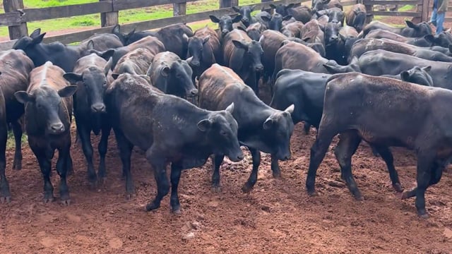Lote 01