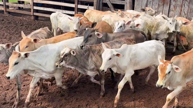 Lote 03