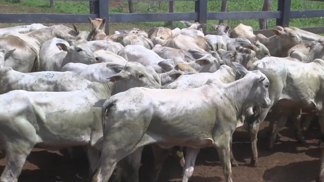Lote 23