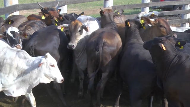 Lote 25