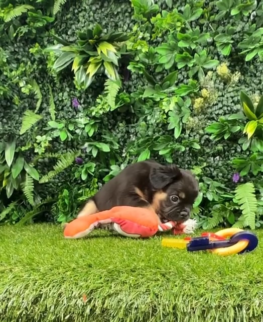 Male Fluffy French Bulldog puppy named Hershey for sale at Puppy Dreams - Parks Mall. video thumbnail