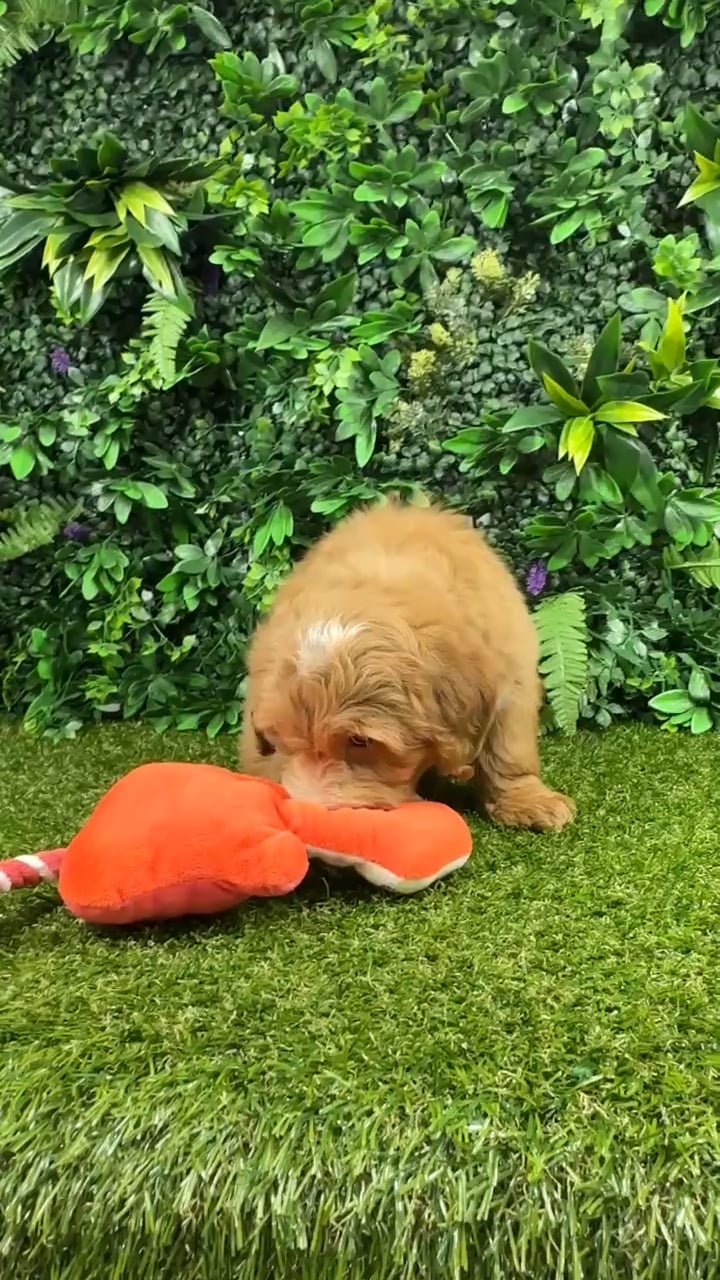 Male Mini Goldendoodle puppy named Reese'S for sale at Puppy Dreams - Parks Mall. video thumbnail