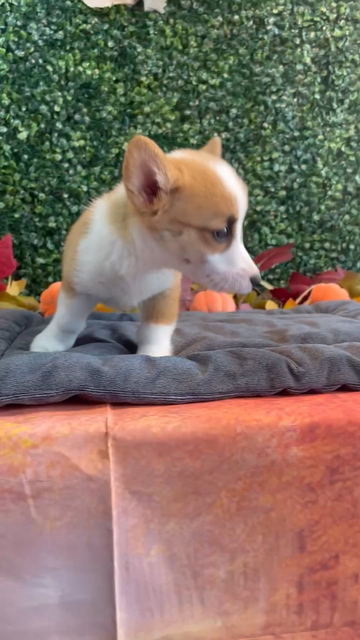 Male Pembroke Welsh Corgi puppy named Dumpling for sale at Puppy Dreams - West Little Rock. video thumbnail
