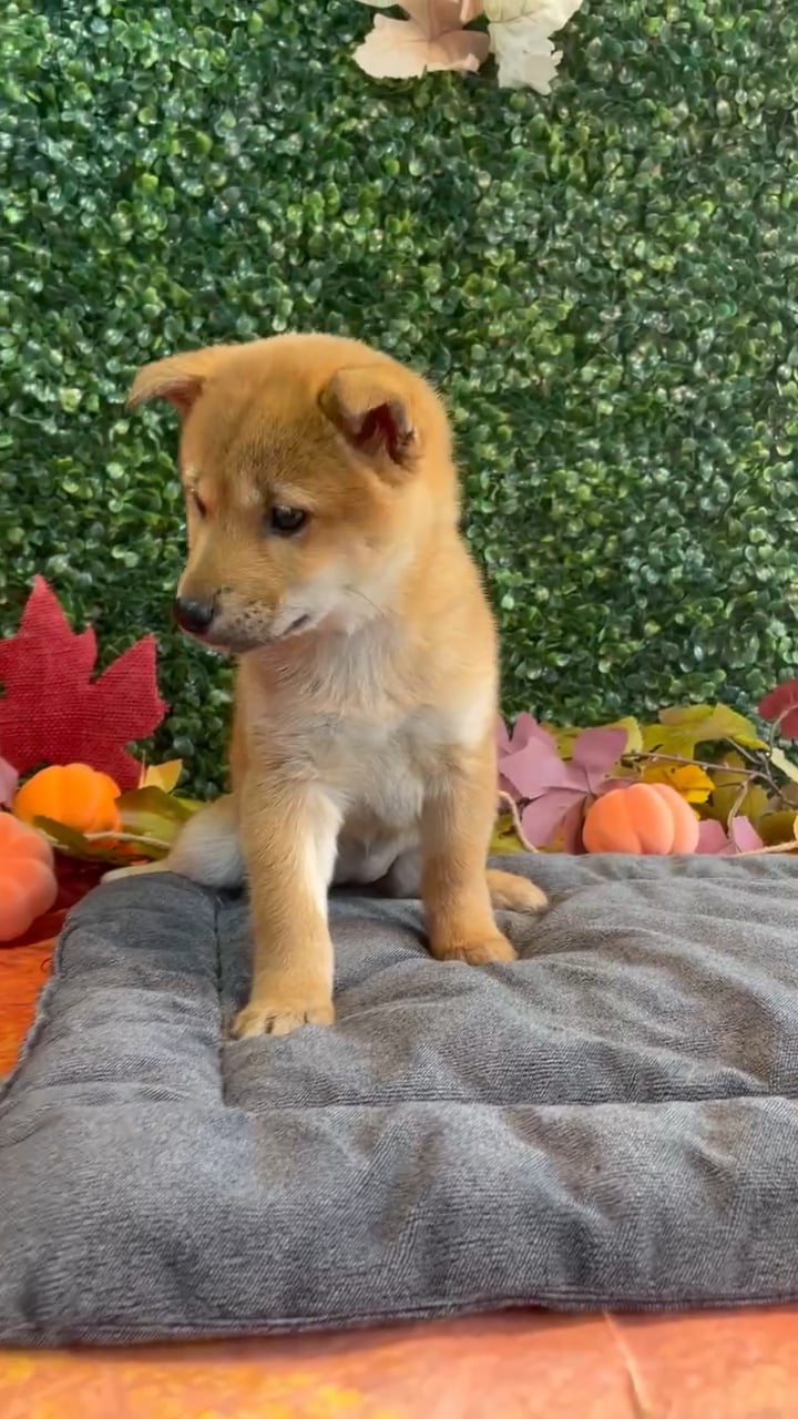 Female Shiba Inu puppy named Rosie for sale at Puppy Dreams - West Little Rock. video thumbnail
