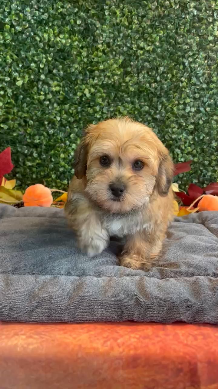 Female Morkie puppy named Aspen for sale at Puppy Dreams - West Little Rock. video thumbnail