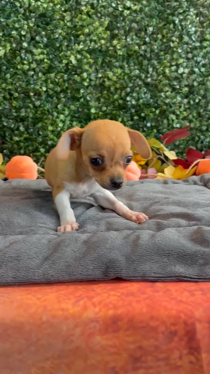 Male Chihuahua puppy named Chico for sale at Puppy Dreams - West Little Rock. video thumbnail