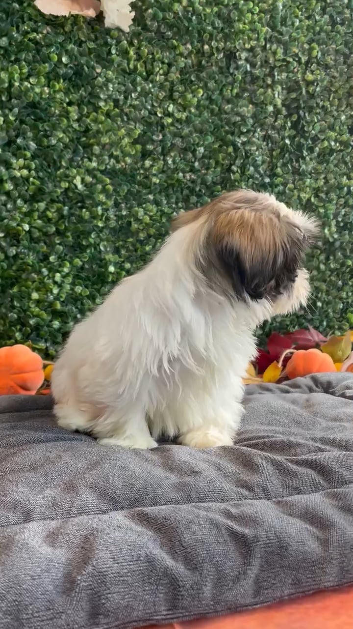 Male Shih Tzu puppy named Duke for sale at Puppy Dreams - West Little Rock. video thumbnail