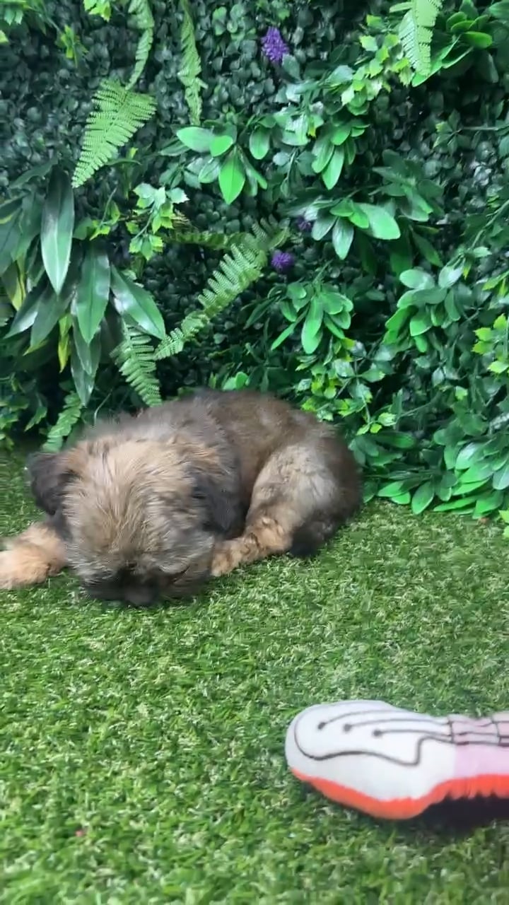 Male Shorkie puppy named Tootsie for sale at Puppy Dreams - Parks Mall. video thumbnail
