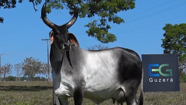Lote 04