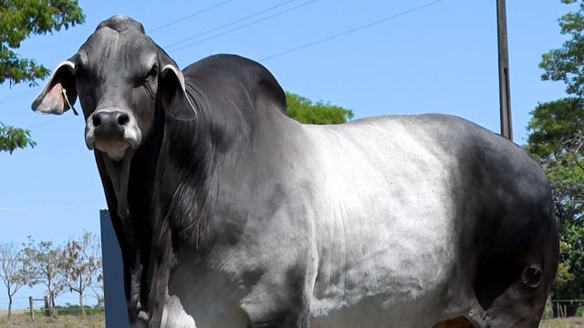Lote 01