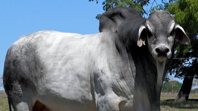 Lote 02
