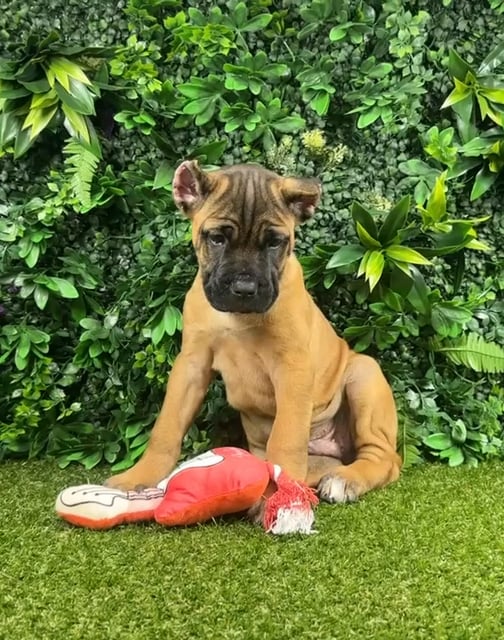 Male Cane Corso puppy named Spider for sale at Puppy Dreams - Parks Mall. video thumbnail