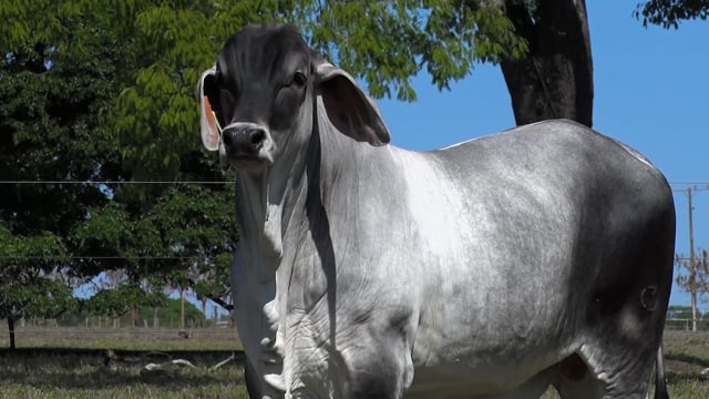 Lote 15