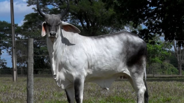 Lote 16