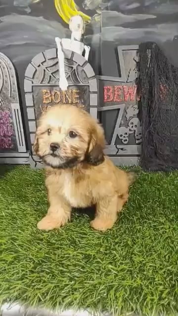 Male Shipoo puppy named Caramel for sale at Puppy Dreams - Mansfield. video thumbnail