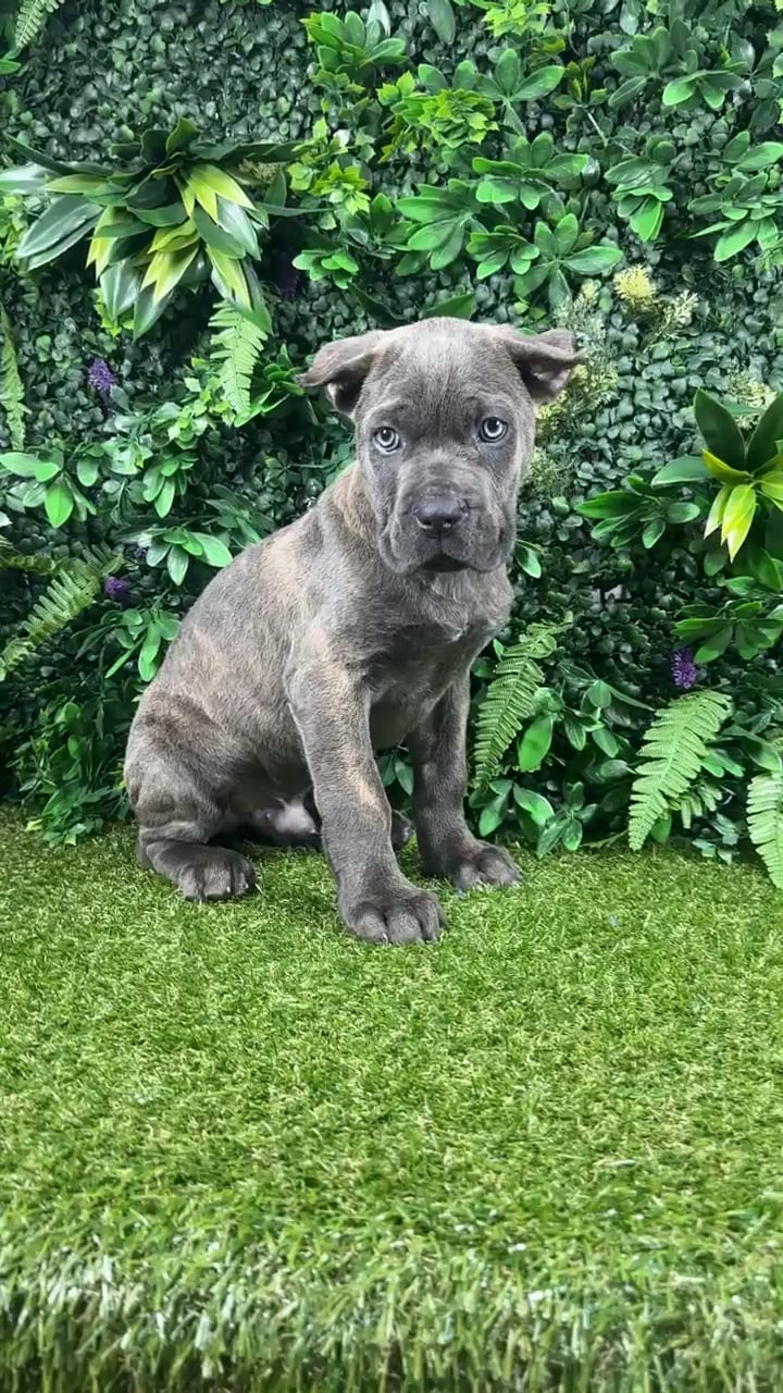 Male Cane Corso puppy named Scooby for sale at Puppy Dreams - Parks Mall. video thumbnail