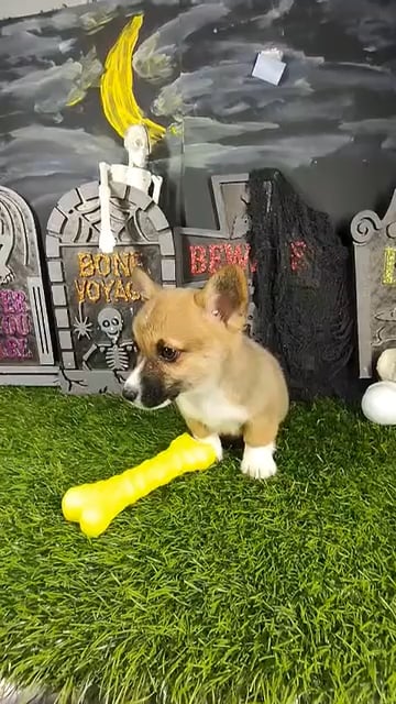 Male Pembroke Welsh Corgi puppy named Latte for sale at Puppy Dreams - Mansfield. video thumbnail