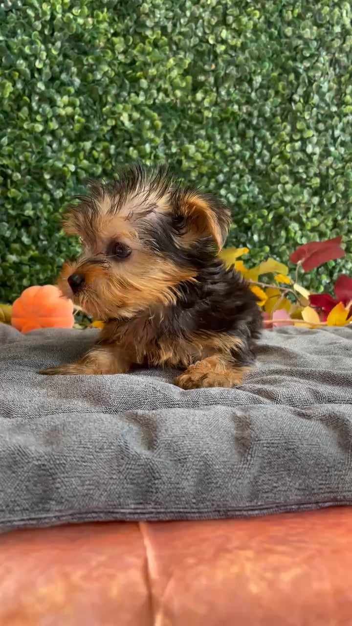 Male Yorkie puppy named Beau for sale at Puppy Dreams - West Little Rock. video thumbnail