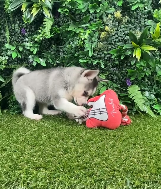 Female Alaskan Klee Kai puppy named Skelly for sale at Puppy Dreams - Parks Mall. video thumbnail