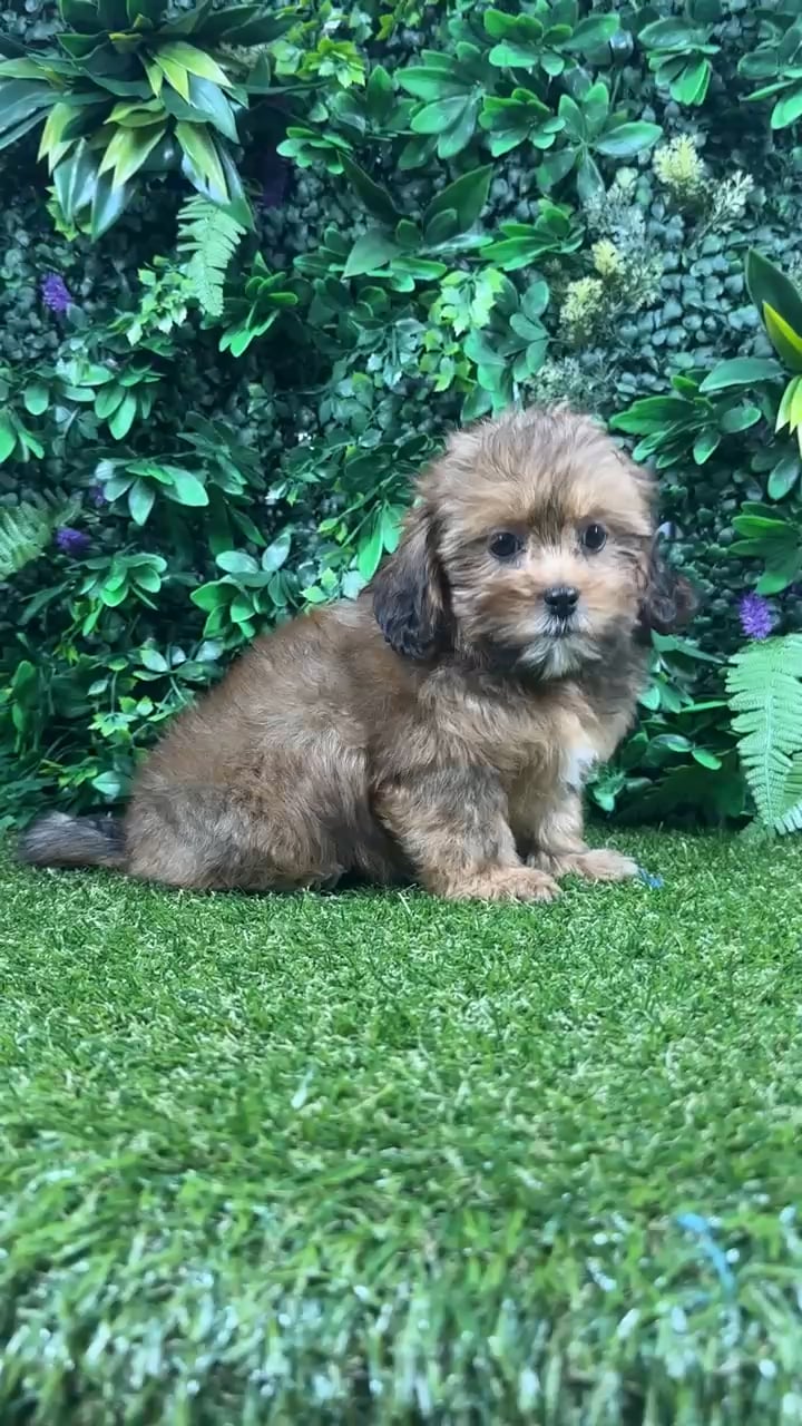 Female Shipoo puppy named Jinx for sale at Puppy Dreams - Parks Mall. video thumbnail
