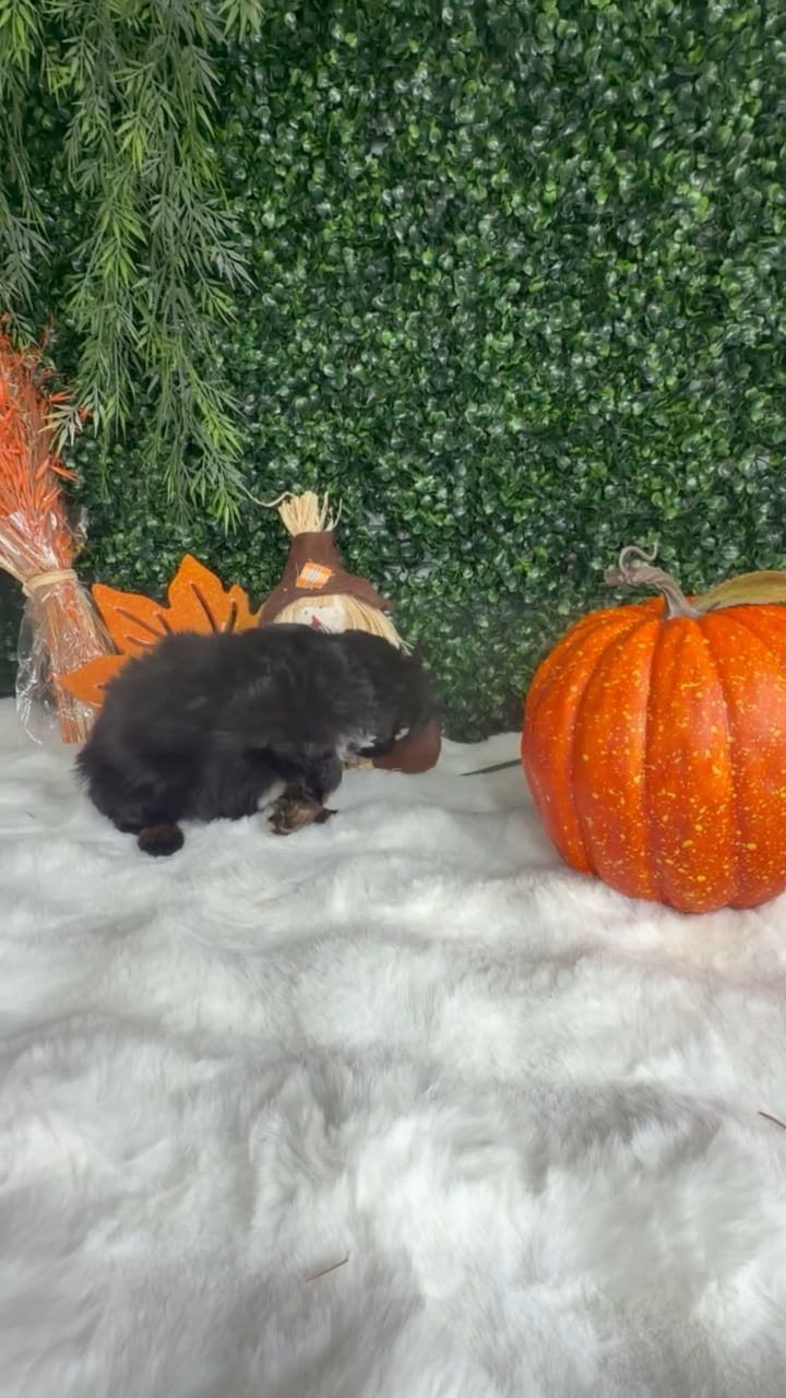 Male Bernedoodle puppy named Churro for sale at Puppy Dreams - Denton. video thumbnail