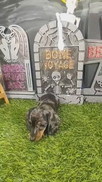 Male Dachshund puppy named Peanut for sale at Puppy Dreams - Mansfield. video thumbnail