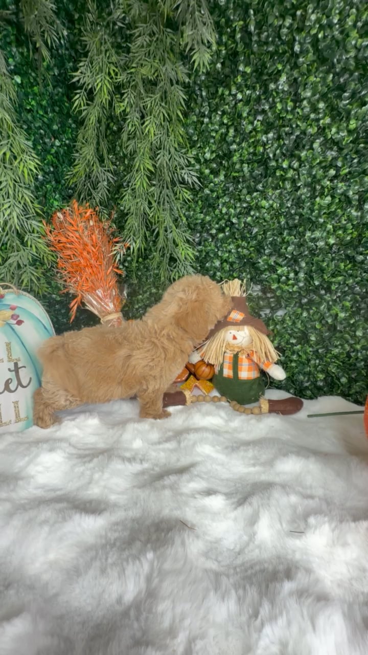 Male Bichon-Poodle puppy named Gummy for sale at Puppy Dreams - Denton. video thumbnail