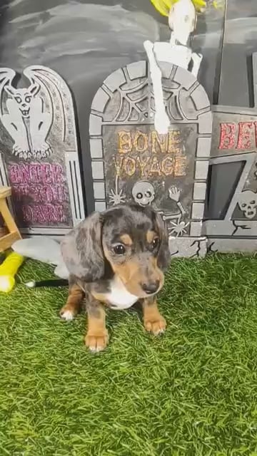 Male Dachshund puppy named Mocha for sale at Puppy Dreams - Mansfield. video thumbnail