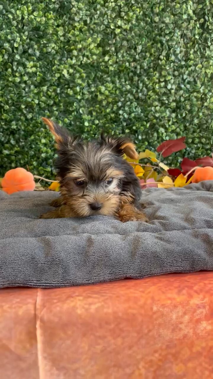 Male Yorkie puppy named Loki for sale at Puppy Dreams - West Little Rock. video thumbnail