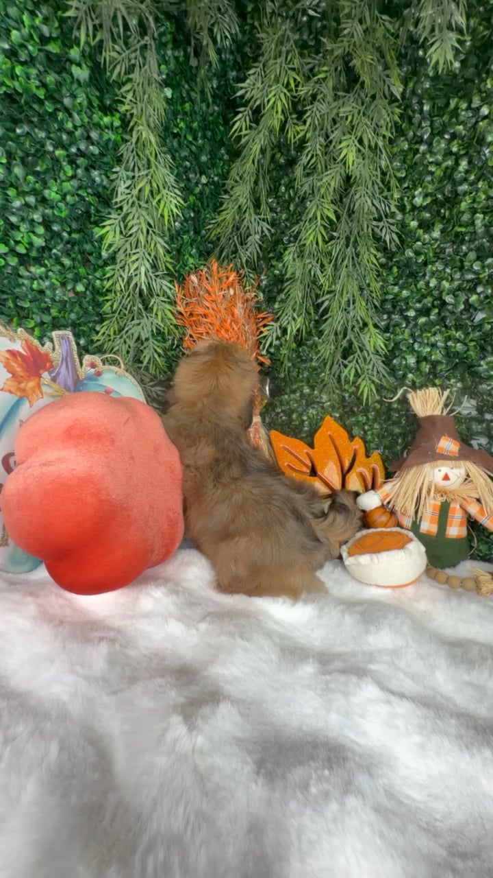 Male Teddy Bear puppy named Cookie for sale at Puppy Dreams - Denton. video thumbnail