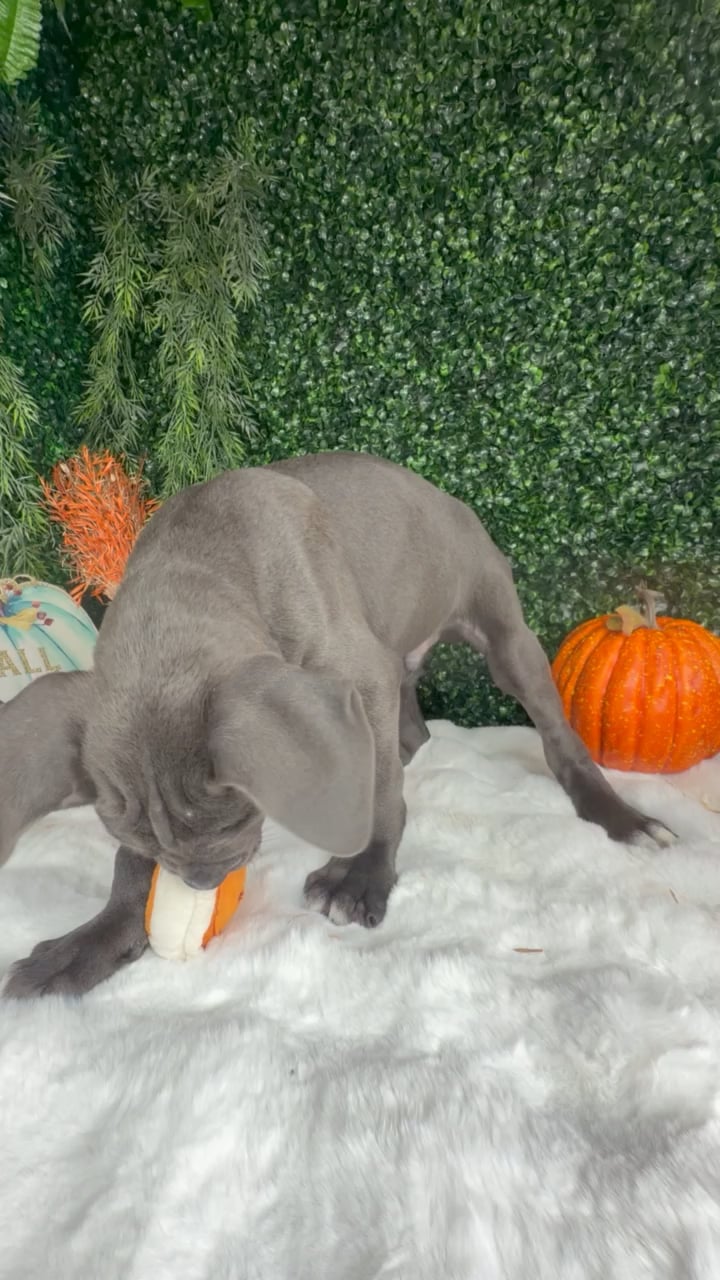 Male Cane Corso puppy named Peanut for sale at Puppy Dreams - Denton. video thumbnail