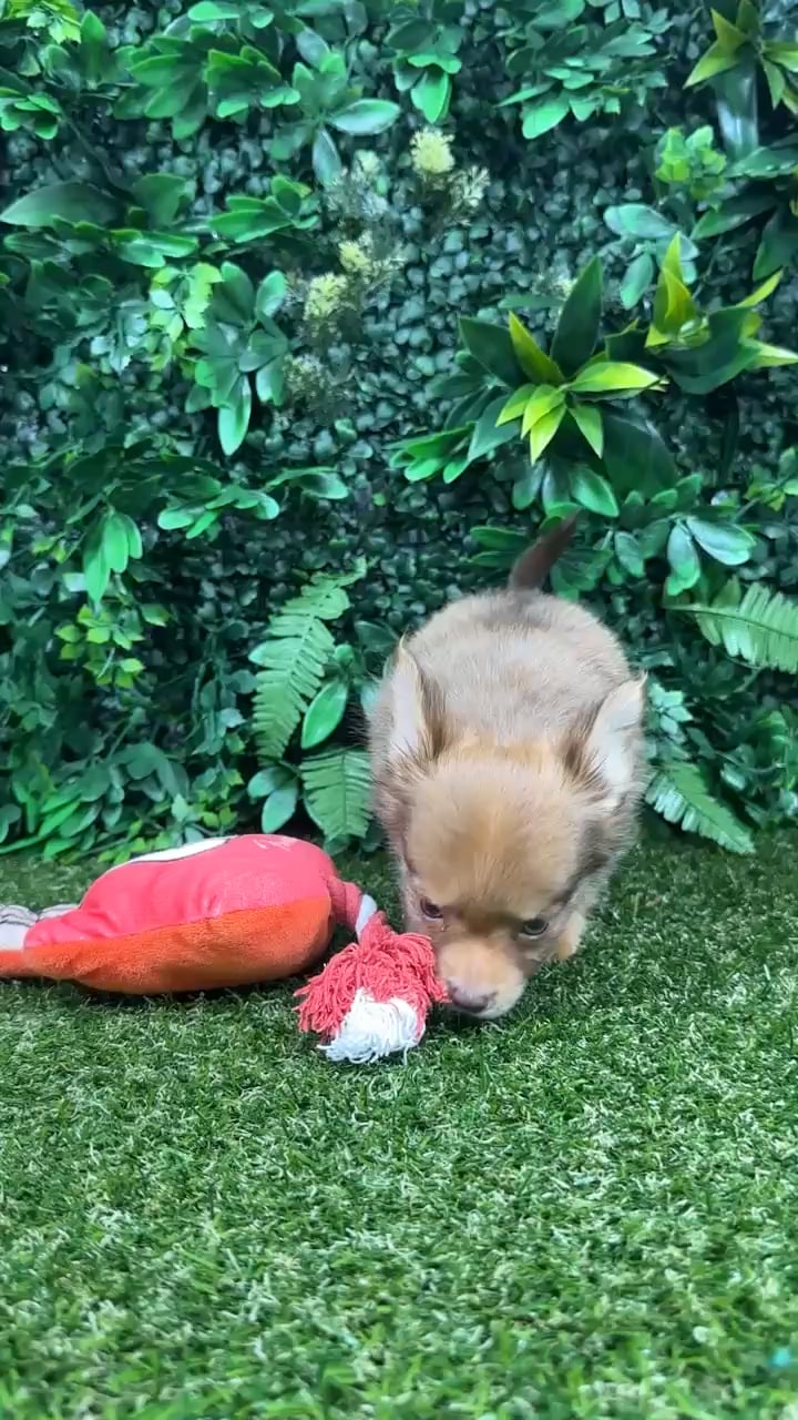Male Chihuahua puppy named Billy for sale at Puppy Dreams - Parks Mall. video thumbnail