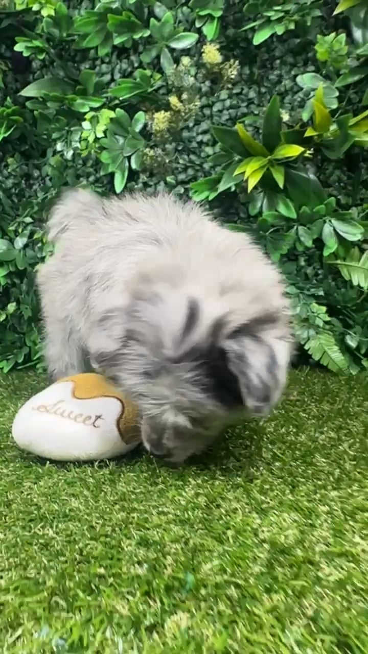 Female Pomachon puppy named Midnight for sale at Puppy Dreams - Parks Mall. video thumbnail