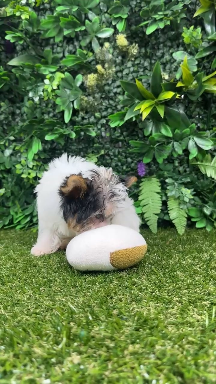 Female Yorkie puppy named Wisp for sale at Puppy Dreams - Parks Mall. video thumbnail