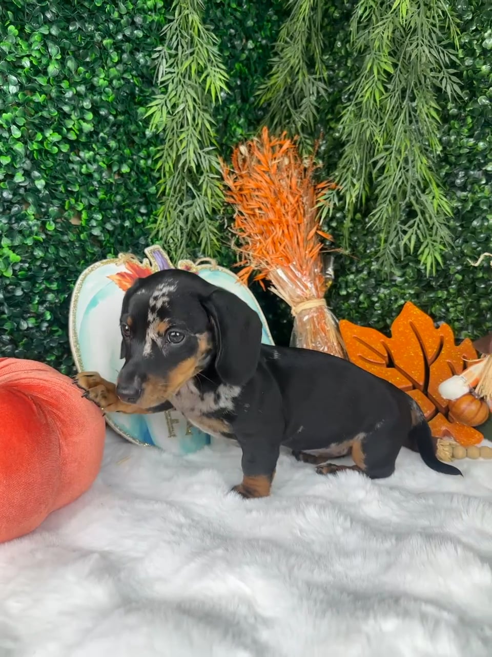Female Dachshund puppy named Pam for sale at Puppy Dreams - Denton. video thumbnail