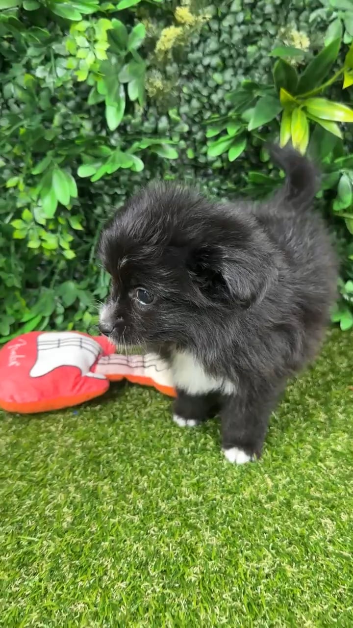 Male Pomachon puppy named Night for sale at Puppy Dreams - Parks Mall. video thumbnail
