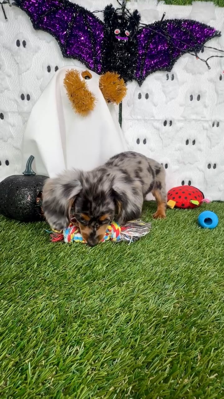 Male Dachshund puppy named Toffee for sale at Puppy Dreams - Carrollton. video thumbnail