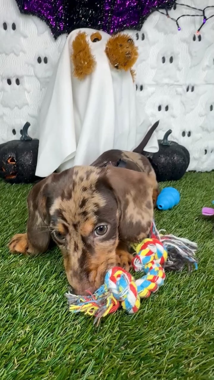 Male Dachshund puppy named Truffle for sale at Puppy Dreams - Carrollton. video thumbnail