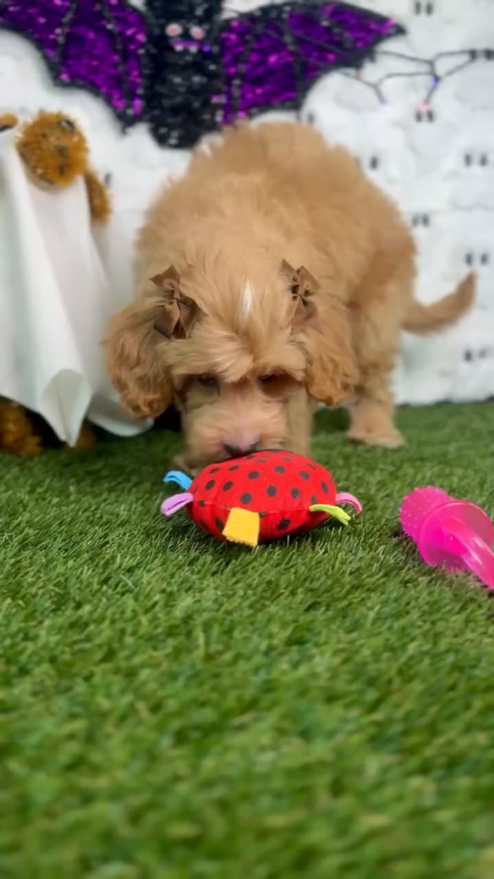 Female Mini Goldendoodle puppy named Peaches for sale at Puppy Dreams - Carrollton. video thumbnail