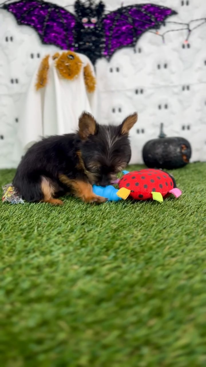 Male Yorkie puppy named Cricket for sale at Puppy Dreams - Carrollton. video thumbnail