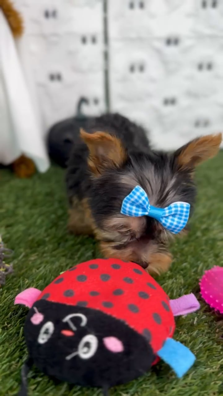 Female Yorkie puppy named Lola for sale at Puppy Dreams - Carrollton. video thumbnail