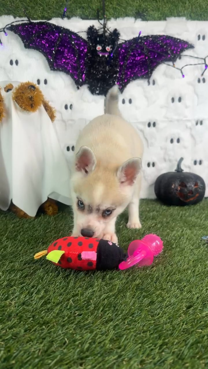 Female Alaskan Klee Kai puppy named Aspen for sale at Puppy Dreams - Carrollton. video thumbnail