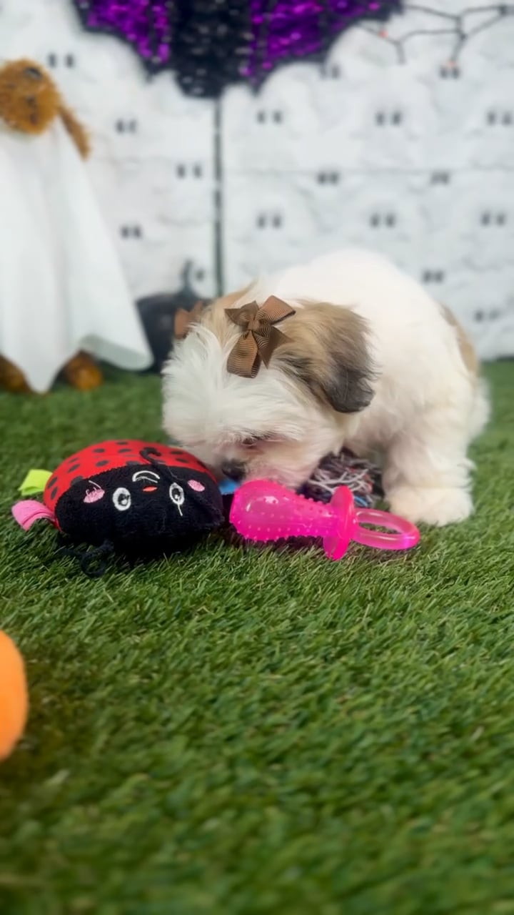 Female Teddy Bear puppy named Suga for sale at Puppy Dreams - Carrollton. video thumbnail