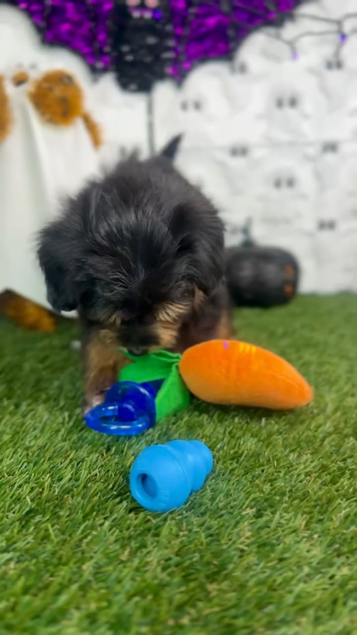 Female Bernedoodle puppy named Gino for sale at Puppy Dreams - Carrollton. video thumbnail