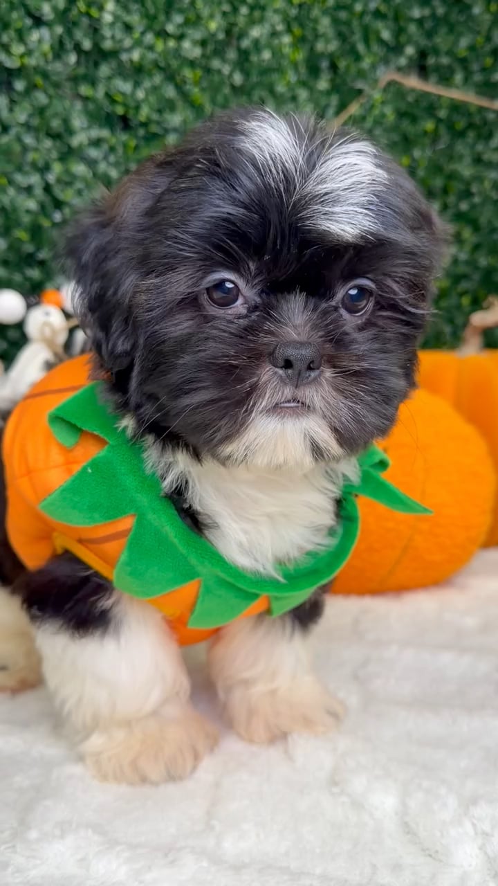 Male Shih Tzu puppy named Sparky for sale at Puppy Dreams - Garland. video thumbnail