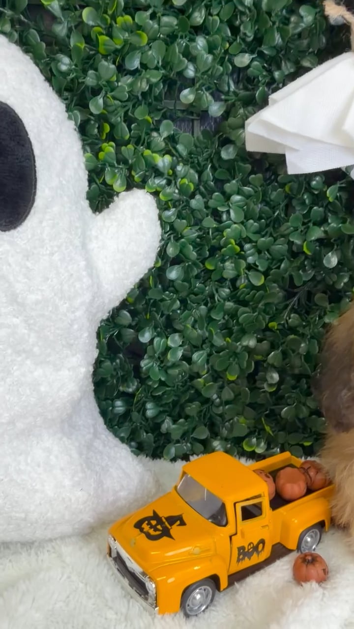 Female Teddy Bear puppy named Sabrina for sale at Puppy Dreams - Garland. video thumbnail